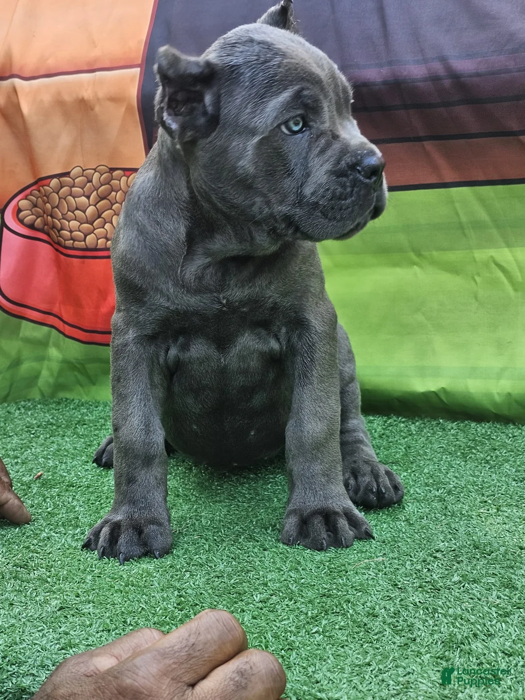 Cane Corso dogs for sale: GIZZY - Ad 1