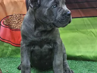 Cane Corso dogs for sale: GIZZY - Ad 1