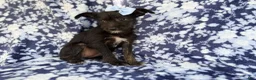 Miniature Schnauzer dogs for sale: Ava - Ad 3