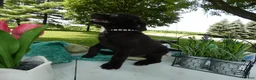 Sheprador dogs for sale: Sheprador 3 Kenny - Ad 2