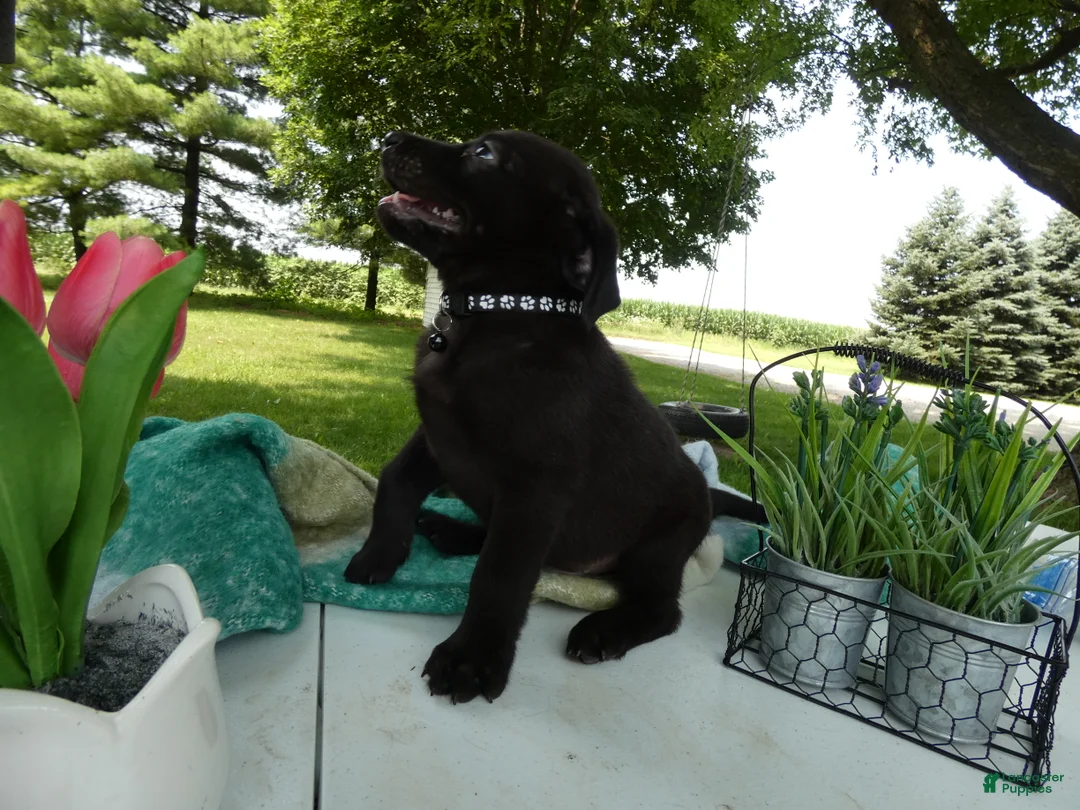 Sheprador dogs for sale: Sheprador 3 Kenny - Ad 2