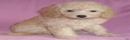 Miniature Poodle dogs for sale: Lilly - Ad 6