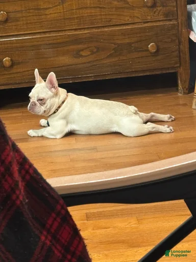 Gallery Image {{count}}