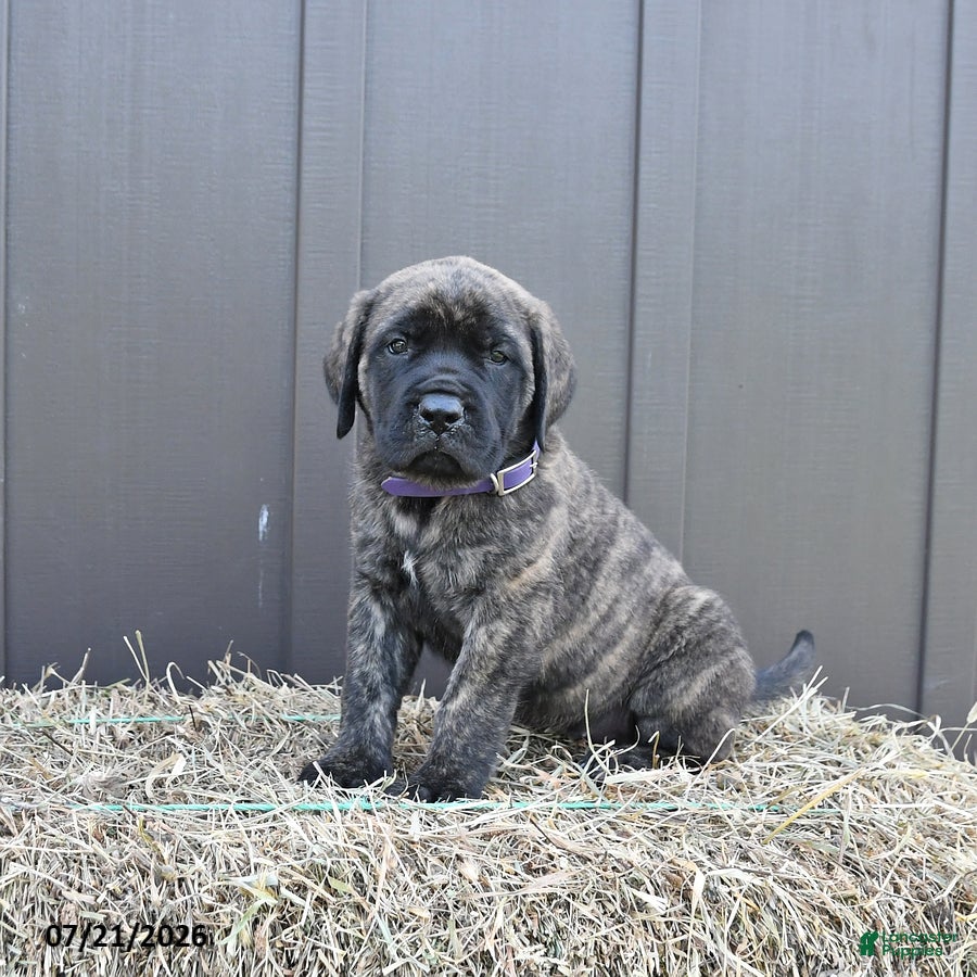 English Mastiff dogs Molly - Ad 2