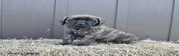English Mastiff dogs for sale: Molly - Ad 2