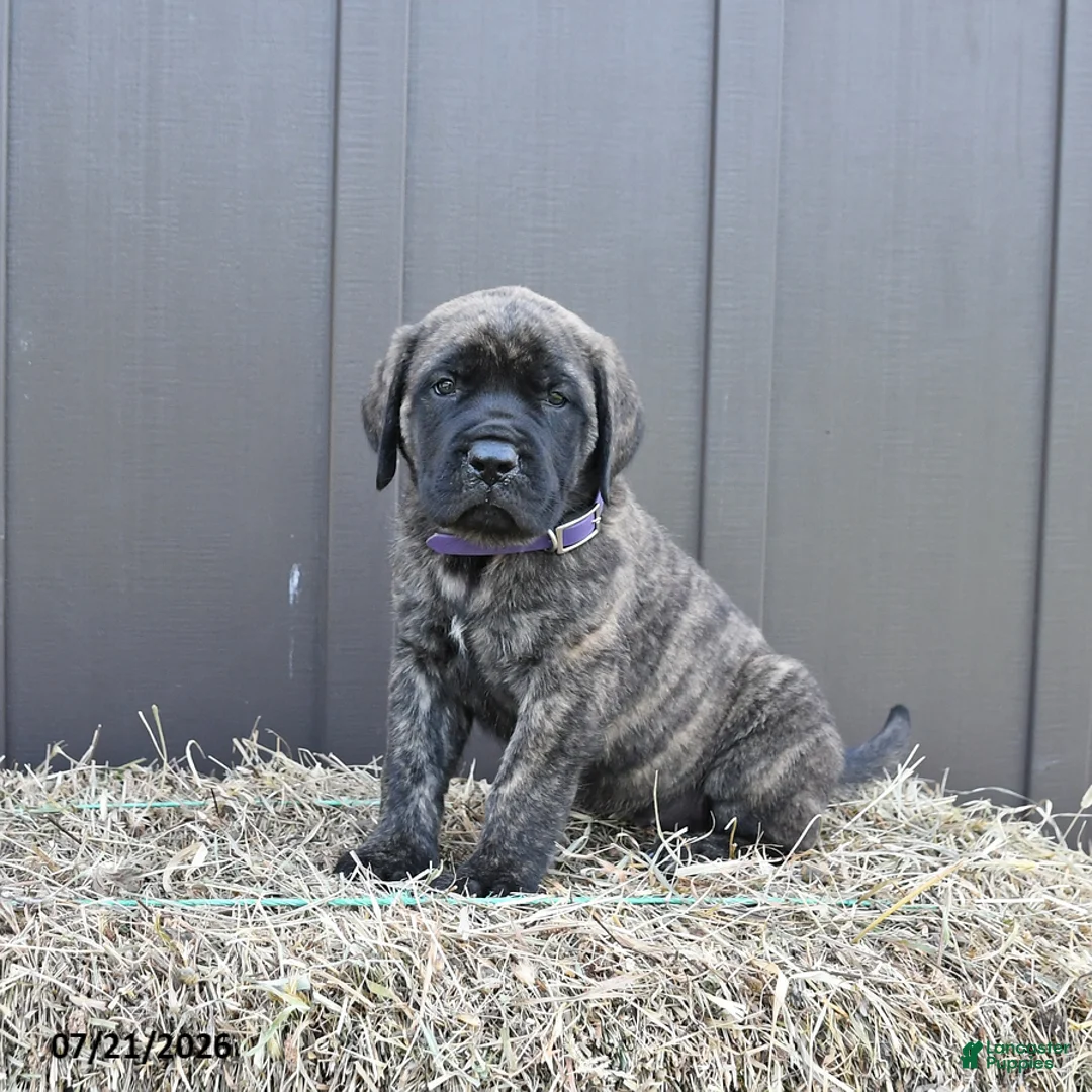 English Mastiff dogs for sale: Molly - Ad 2