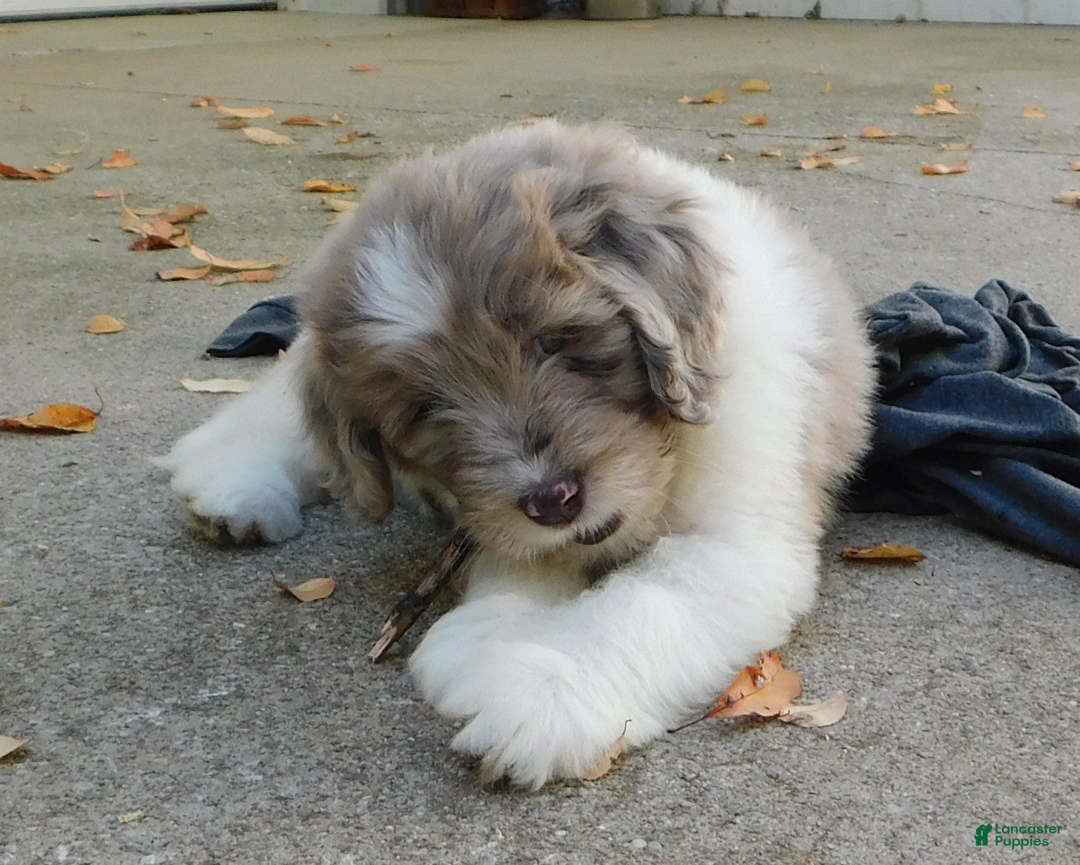 Mini Newfypoo Merle Newfoundland Dog Newfypoo Puppies For Sale