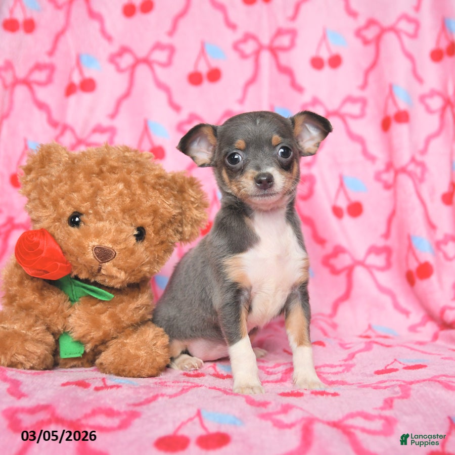 Chihuahua dogs Cuddles - Ad 2