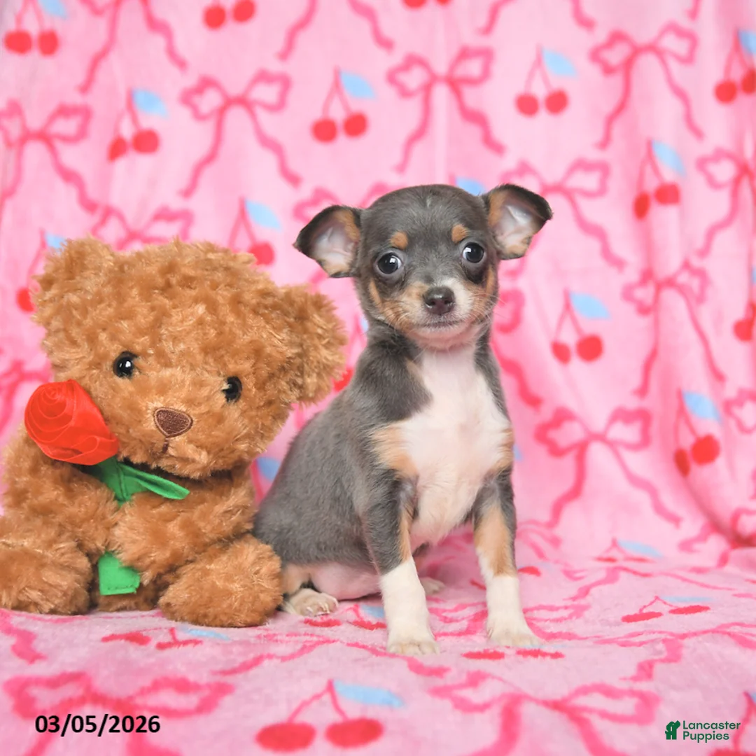 Chihuahua dogs for sale: Cuddles - Ad 2