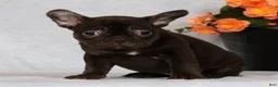 French Bulldog dogs for sale: Becca - Ad 6