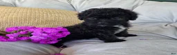 Shihpoo dogs for sale: Lucy - Ad 9