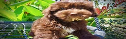 Havapoo dogs for sale: Ewok - Ad 3