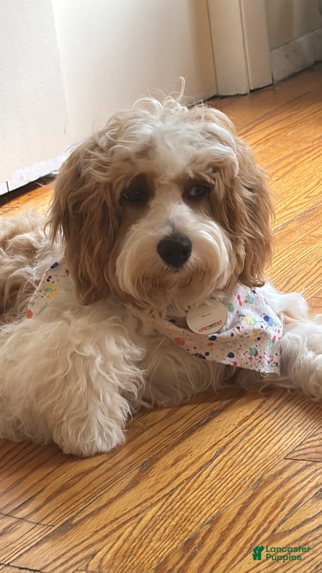 Gallery Image {{count}}