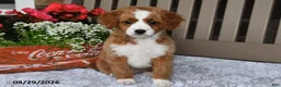 Cavapoo dogs for sale: Rose  - Ad 3