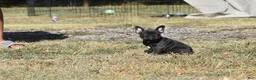 French Bulldog dogs for sale: French Bulldog 5 - Ad 2