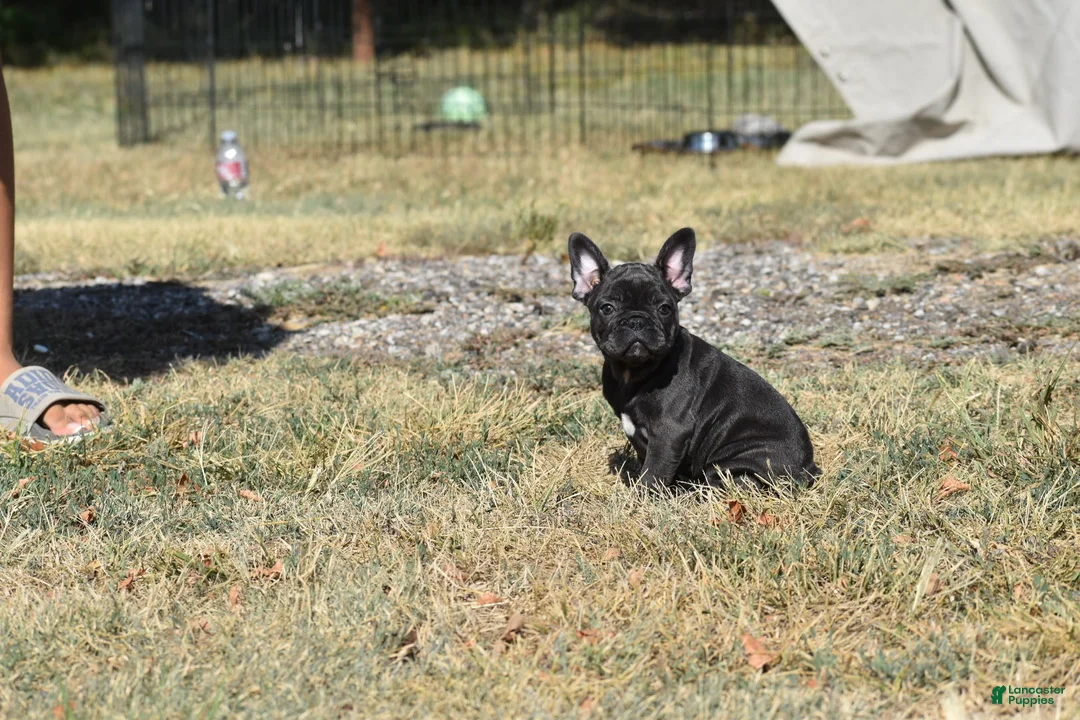 French Bulldog dogs for sale: French Bulldog 5 - Ad 2