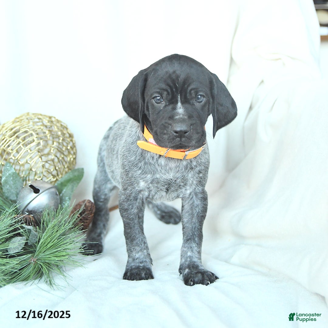 German Shorthaired Pointer dogs for sale: Doc - Ad 2