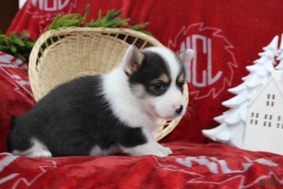 Welsh Corgi Pembroke dogs for sale: Buddy - Ad 9