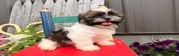 Shih Tzu dogs for sale: Queenie Shih Tzu  - Ad 4