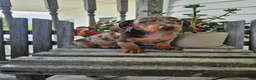 Dachshund dogs for sale: Buster - Ad 8