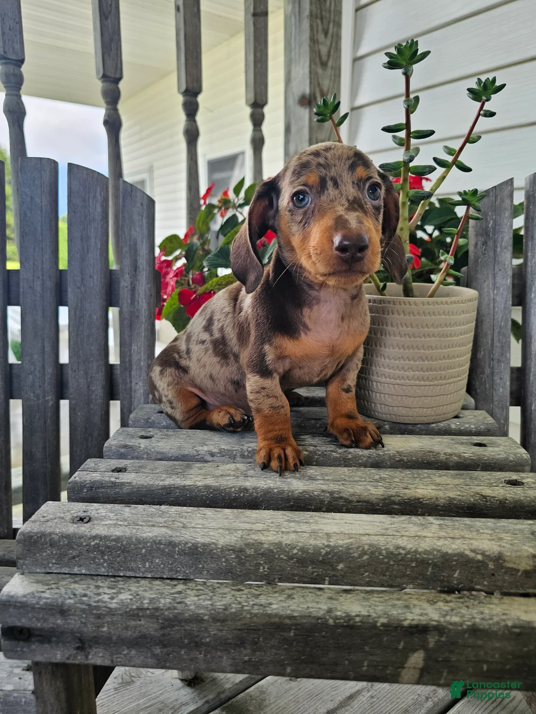 Dachshund dogs for sale: Buster - Ad 8