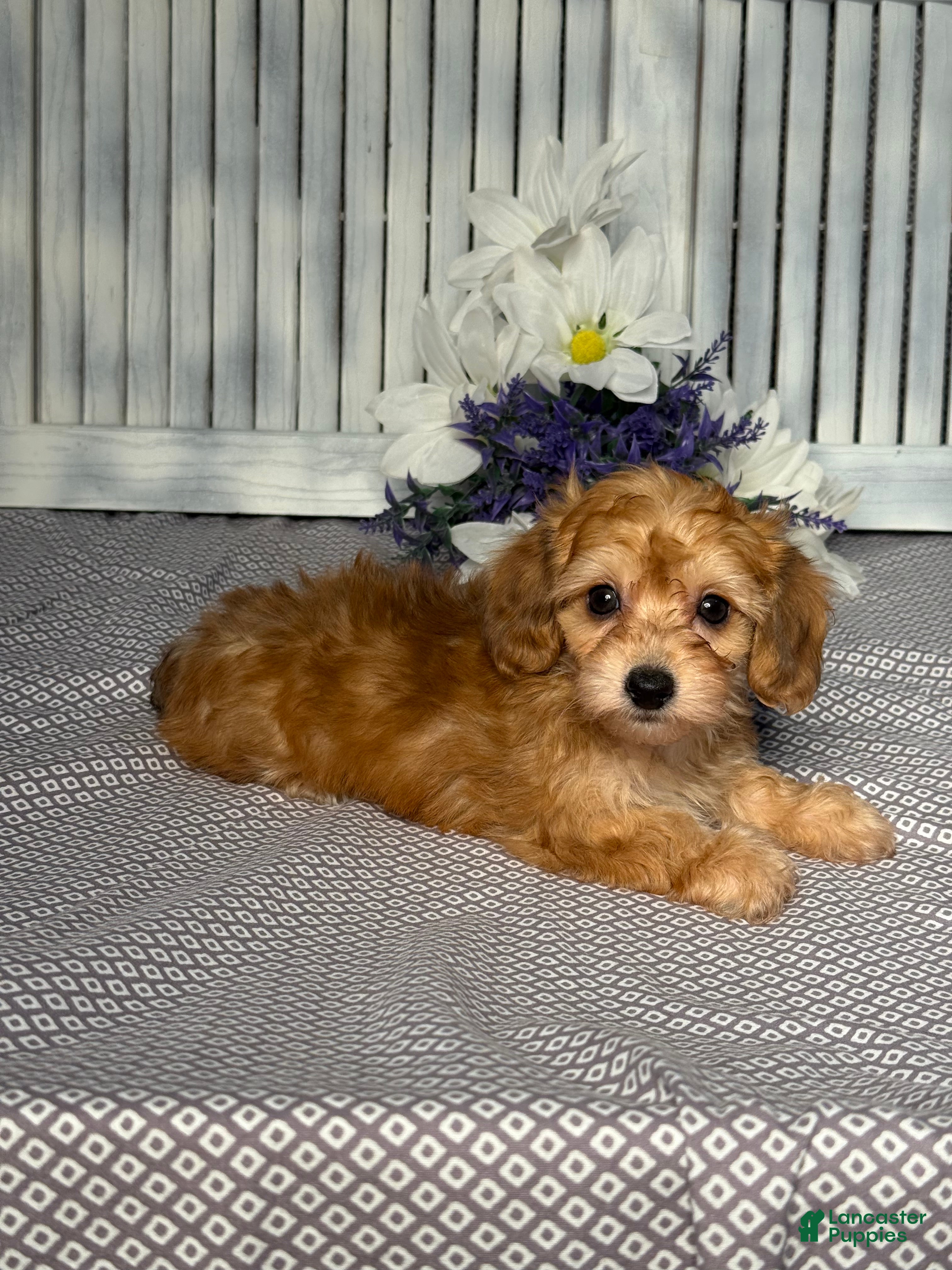 Mixed Breed dogs for sale: Diego - Ad 4