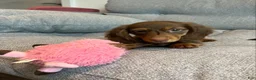 Miniature Dachshund dogs for sale: Miniature Dachshund Puppy 2 - Ad 3
