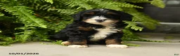 Mini Aussiedoodle dogs for sale: Grimsby - Ad 4