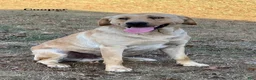 Labrador Retriever dogs for sale: Cooper - Ad 6