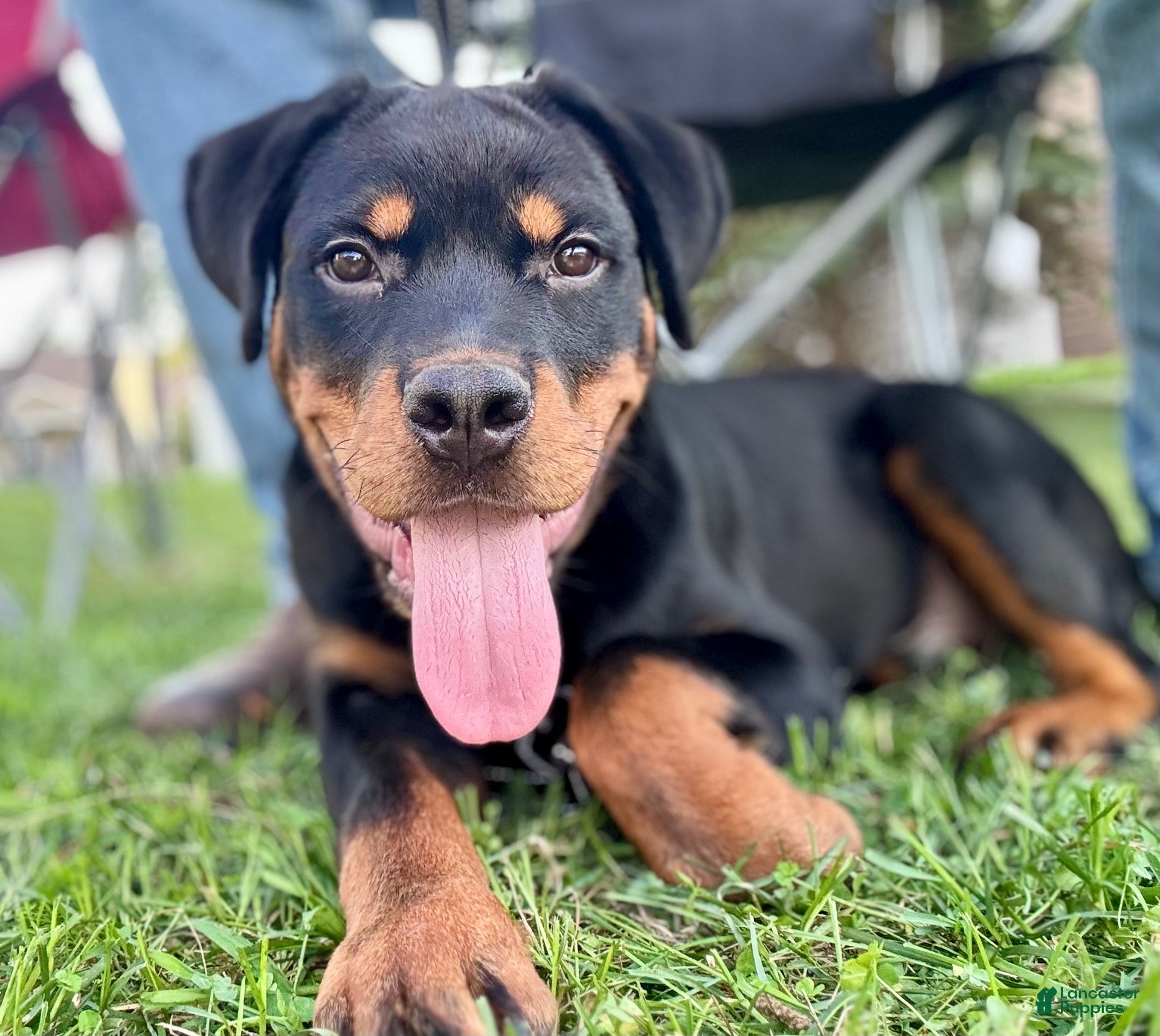 Rottweiler