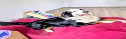 Mixed Breed dogs for sale: Marley - Ad 16