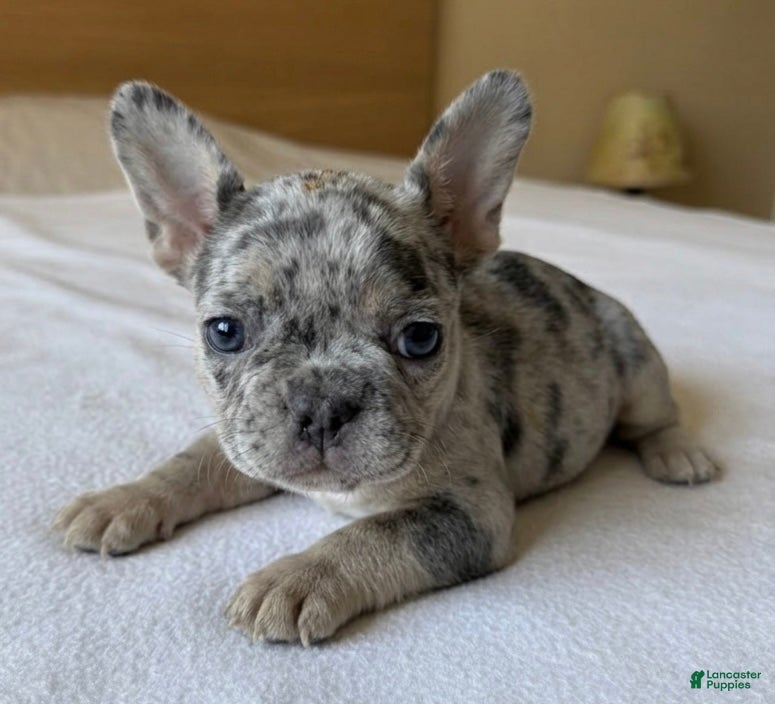 French Bulldog dogs Cosmo - Ad 2