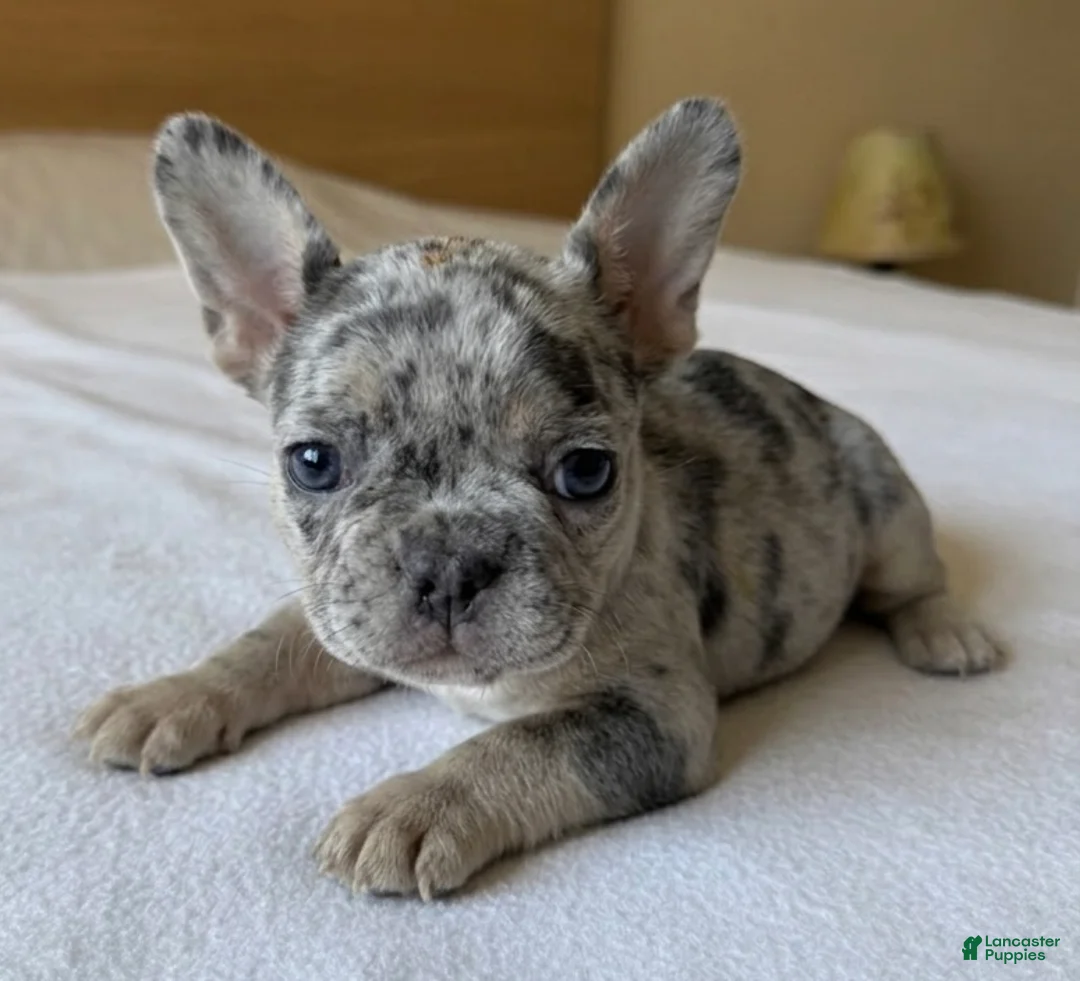 French Bulldog dogs for sale: Cosmo - Ad 1