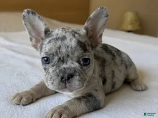 French Bulldog dogs Cosmo - Ad 2