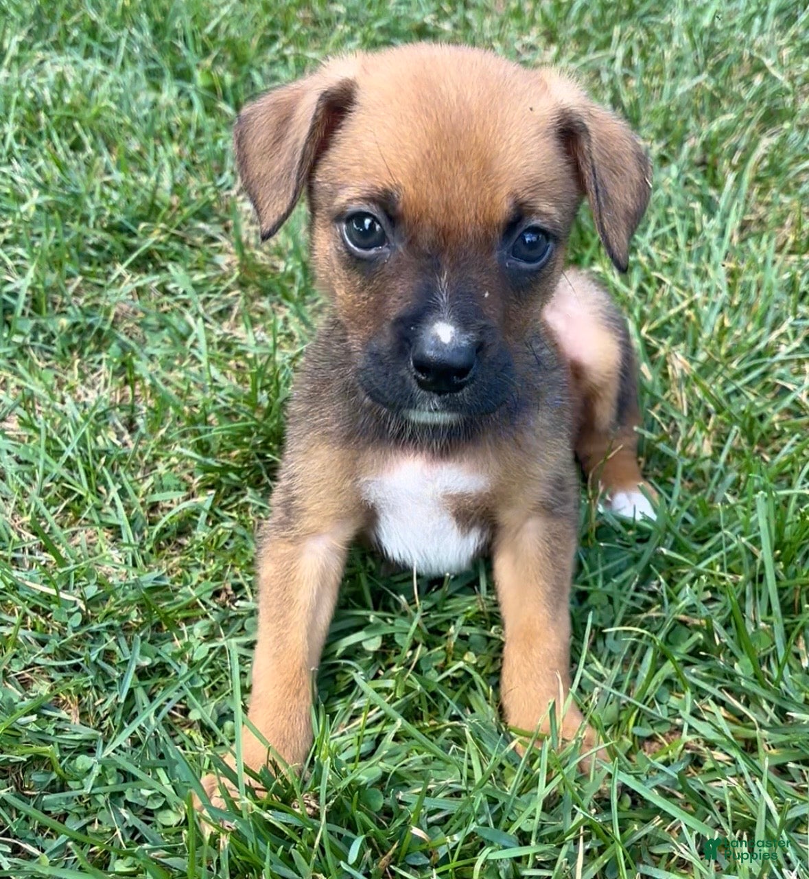 Mixed Breed dogs Stryker - Ad 2