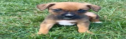 Mixed Breed dogs for sale: Stryker - Ad 2