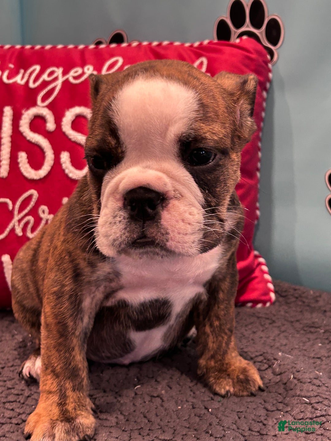 English Bulldog dogs for sale: BAILEY - Ad 8