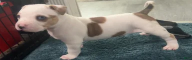 American Bully 7