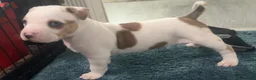 American Bully dogs for sale: American Bully 7 - Ad 1