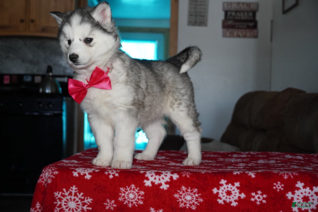 Siberian Husky dogs for sale: Lola - Ad 2