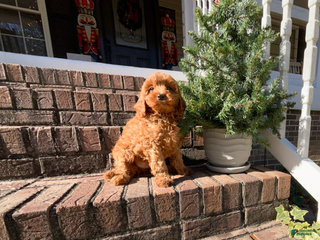 Cavapoo dogs Gerald - Ad 10