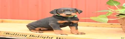 Doberman Pinscher dogs for sale: Whitney - Ad 4