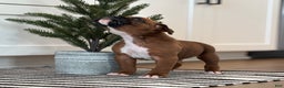 Boxer dogs for sale: Dozer - Ad 3
