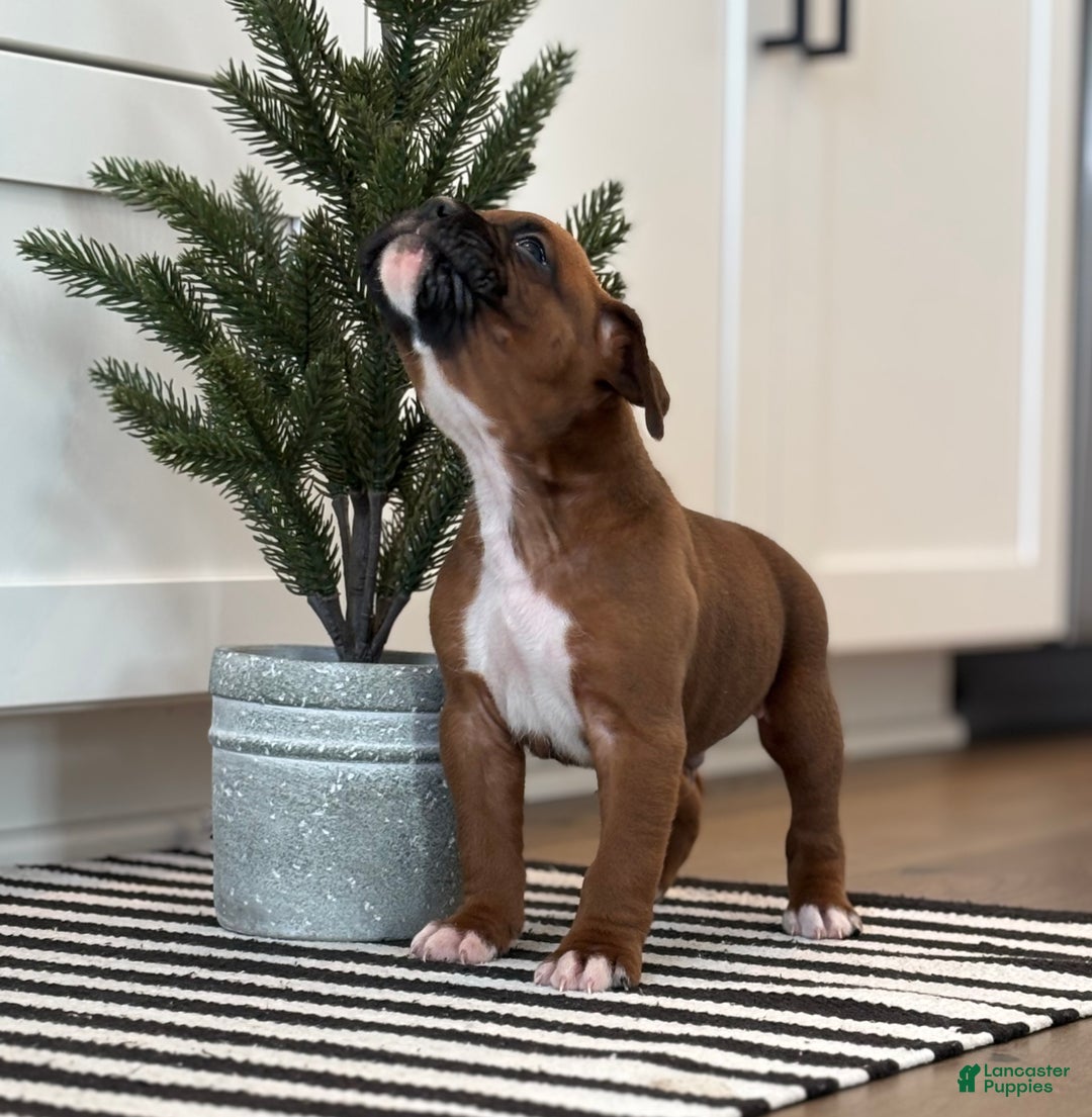 Boxer dogs for sale: Dozer - Ad 3