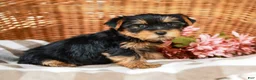 Yorkshire Terrier dogs for sale: Candy Cane AKC Champion Bloodline - Ad 5