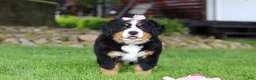 Bernese Mountain Dog dogs for sale: Sadie - Ad 9