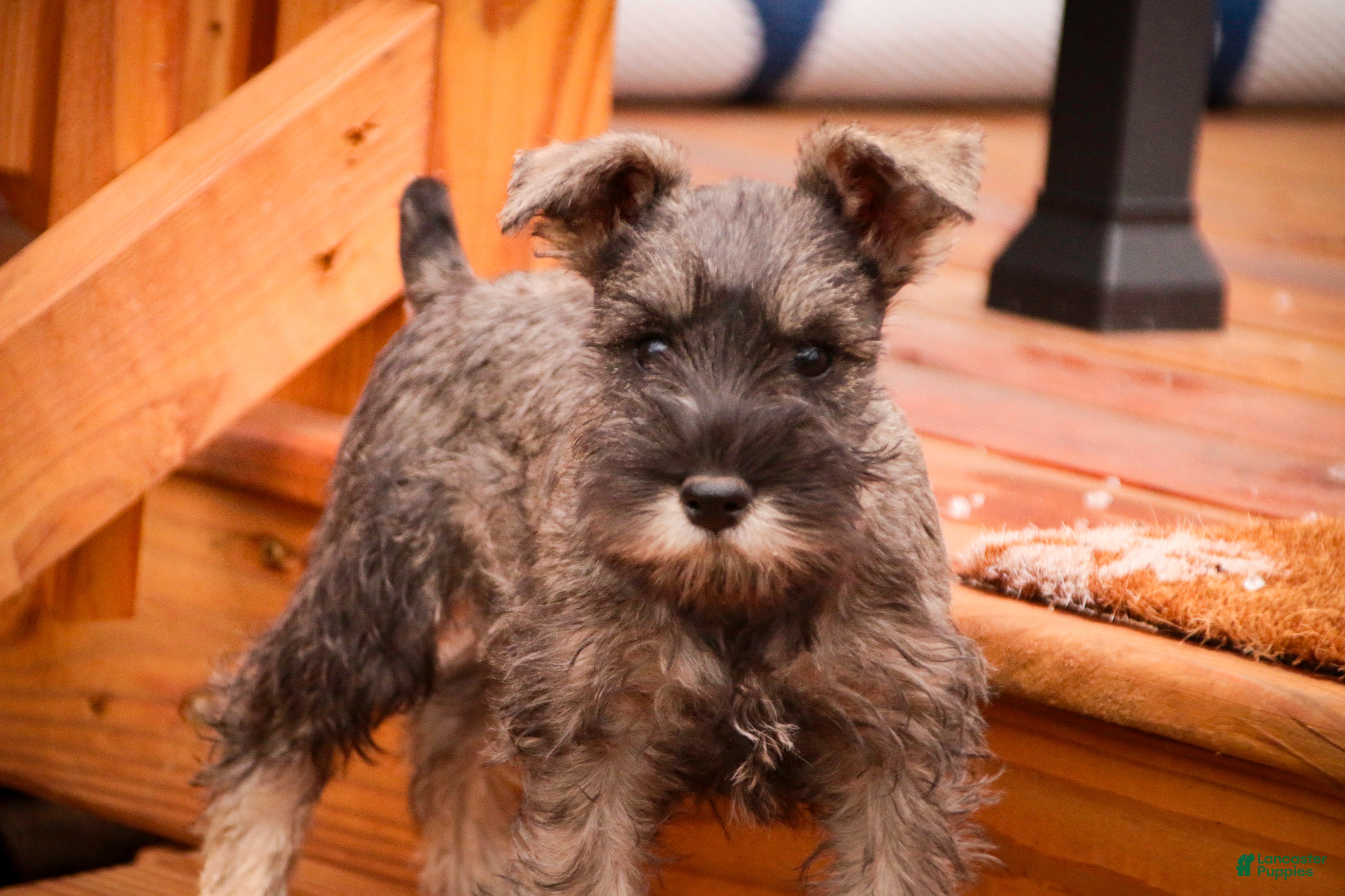 Miniature Schnauzer dogs Millie - Ad 42