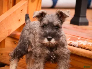 Miniature Schnauzer dogs Millie - Ad 36