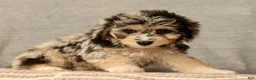 Mini Aussiedoodle dogs for sale: Cutie - Ad 9