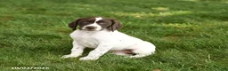 German Shorthaired Pointer dogs for sale: Sonya - Ad 3